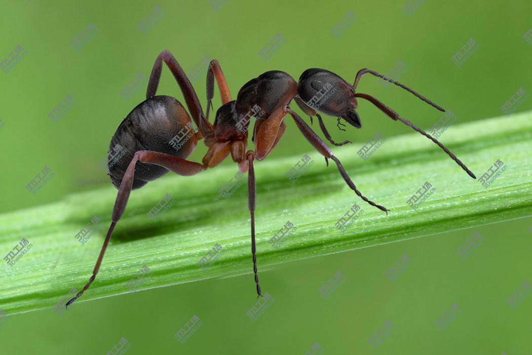 images/goods_img/2021040161/Red Ant Bug 3D/1.jpg